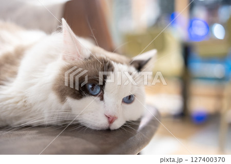 猫 ねこ ネコ 127400370