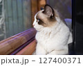 猫 ねこ ネコ 127400371