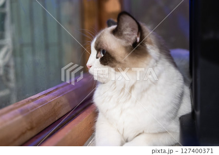 猫 ねこ ネコ 127400371