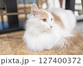 長毛 猫 ねこ 127400372