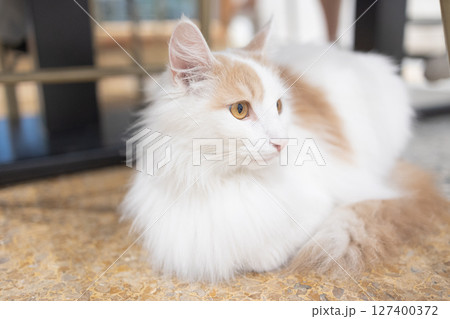 長毛 猫 ねこ 127400372