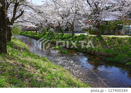 満開の忍野八海の桜 満開の忍野八海の桜 127400384