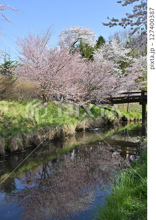 満開の忍野八海の桜 127400387
