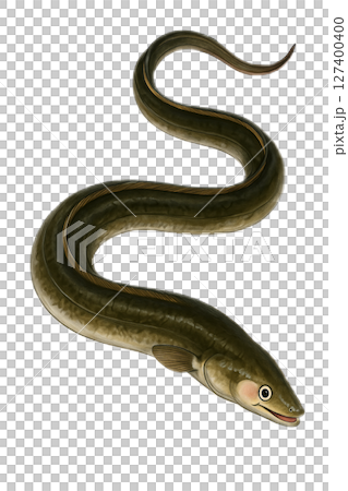 鰻魚圖 127400400