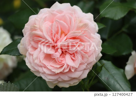 綺麗に咲いたピンク色のバラ 綺麗に咲いたピンク色のバラ 127400427