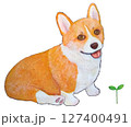 新芽を愛でいるコーギーの子犬 127400491