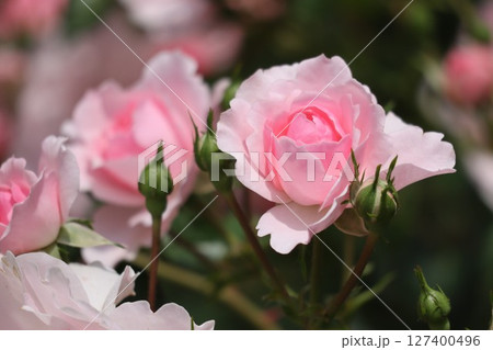 綺麗に咲いたピンク色のバラ 127400496