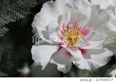 綺麗に咲いたピンク色のバラ 127400537