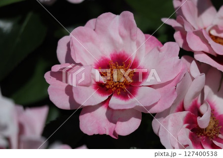綺麗に咲いたピンク色のバラ 127400538