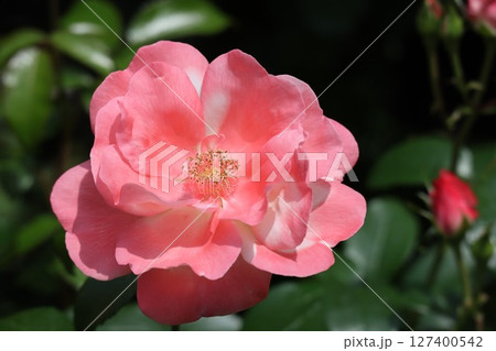 綺麗に咲いたピンク色のバラ 127400542
