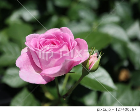 綺麗に咲いたピンク色のバラ 綺麗に咲いたピンク色のバラ 127400567