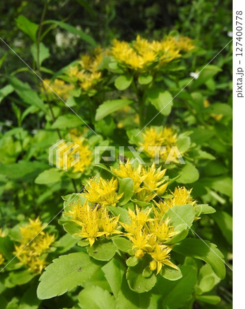ベンケイソウ科の多年草「キリンソウ(麒麟草)」 ベンケイソウ科の多年草「キリンソウ(麒麟草)」 127400778
