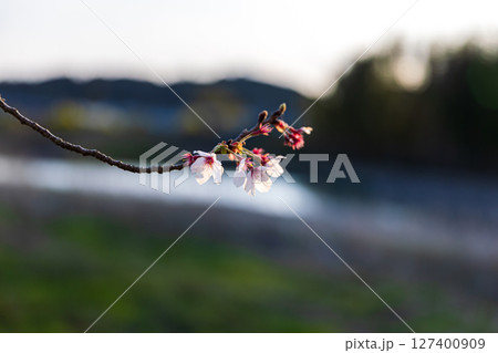 静岡県掛川市幡鎌　天竜浜名湖鉄道と沿線の風景 127400909