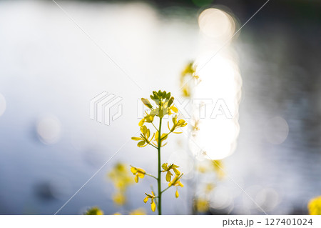 静岡県掛川市幡鎌　天竜浜名湖鉄道と沿線の風景 127401024