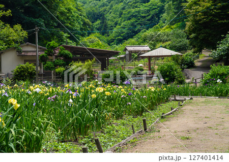 閉園間近い平家谷花しょうぶ園の風景12 広島県福山市 閉園間近い平家谷花しょうぶ園の風景12 広島県福山市 127401414