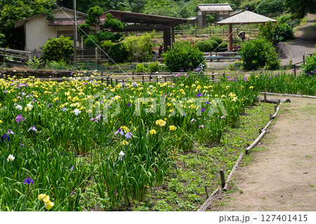 閉園間近い平家谷花しょうぶ園の風景13 広島県福山市 閉園間近い平家谷花しょうぶ園の風景13 広島県福山市 127401415