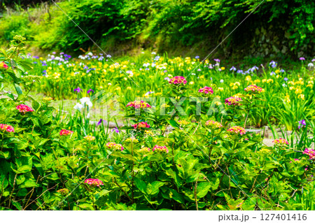 閉園間近い平家谷花しょうぶ園の風景14 広島県福山市 閉園間近い平家谷花しょうぶ園の風景14 広島県福山市 127401416