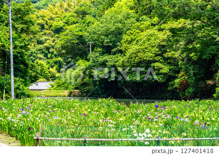 閉園間近い平家谷花しょうぶ園と八日谷貯水池7　広島県福山市 127401418