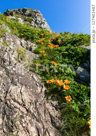 【新潟県_佐渡_北鵜島】日本海の厳冬を乗り越え岩場を彩る岩百合 5月 6月 127401487