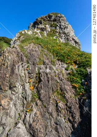 【新潟県_佐渡_北鵜島】日本海の厳冬を乗り越え岩場を彩る岩百合 5月 6月 【新潟県_佐渡_北鵜島】日本海の厳冬を乗り越え岩場を彩る岩百合 5月 6月 127401490