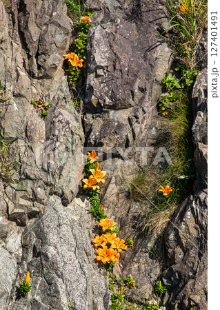 【新潟県_佐渡_北鵜島】日本海の厳冬を乗り越え岩場を彩る岩百合 5月 6月 127401491