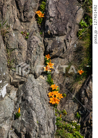 【新潟県_佐渡_北鵜島】日本海の厳冬を乗り越え岩場を彩る岩百合 5月 6月 127401492