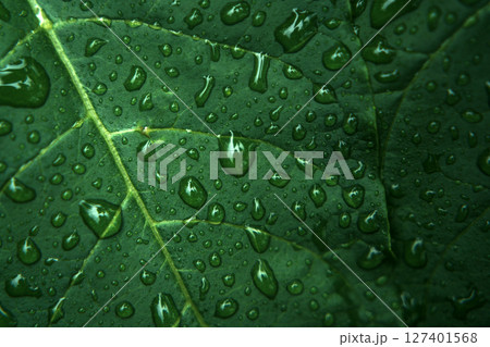 Moody Macro of Green Leaf with Rain Droplets 127401568