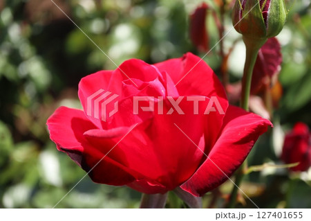 綺麗に咲いた赤いバラの花 127401655