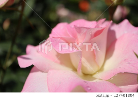 綺麗に咲いた赤いバラの花 127401804