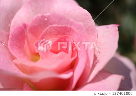 綺麗に咲いた赤いバラの花 綺麗に咲いた赤いバラの花 127401806