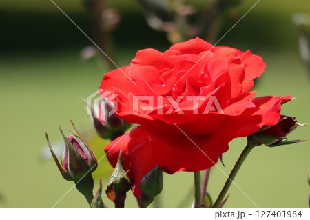 綺麗に咲いた赤いバラの花 127401984