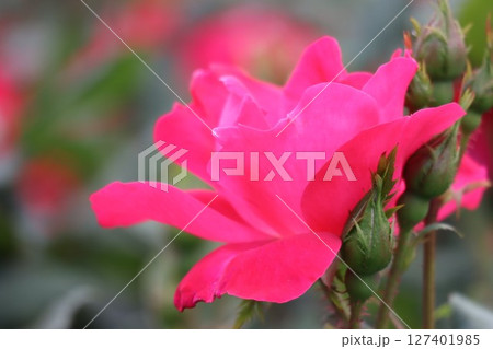 綺麗に咲いた赤いバラの花 127401985