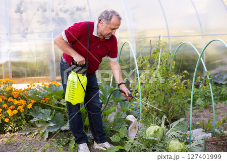 Older man diligently spraying vegetables with insecticide in garden Older man diligently spraying vegetables with insecticide in garden 127401999
