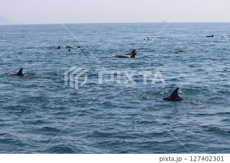 熊本県天草市有明海のイルカウオッチング 熊本県天草市有明海のイルカウオッチング 127402301
