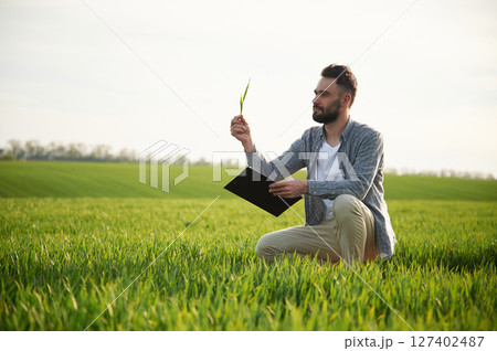 Checking quality of wheat. Handsome young man is on agricultural field 127402487