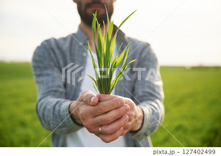 Holding wheat. Handsome young man is on agricultural field Holding wheat. Handsome young man is on agricultural field 127402499
