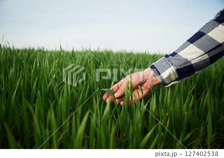 Hand of man is touching the wheat that is growing in the agricultural field 127402538
