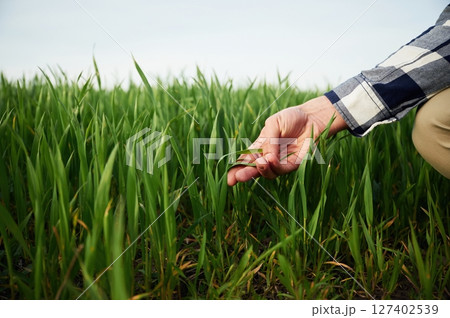 Hand of man is touching the wheat that is growing in the agricultural field 127402539