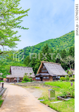 初夏の菅沼合掌造り集落 五箇山 富山県南砺市 初夏の菅沼合掌造り集落 五箇山 富山県南砺市 127402681