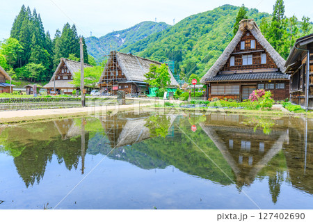 初夏の菅沼合掌造り集落　五箇山　富山県南砺市 127402690