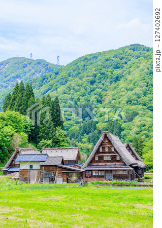 初夏の菅沼合掌造り集落　五箇山　富山県南砺市 127402692
