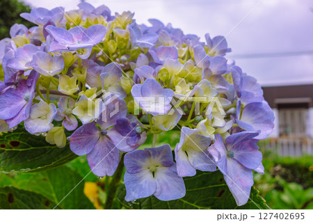 可愛いアジサイの花ー3 可愛いアジサイの花ー3 127402695