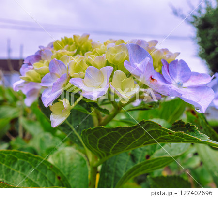 可愛いアジサイの花ー4 127402696