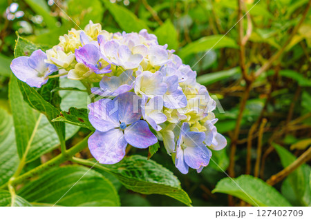 可愛いアジサイの花ー17 可愛いアジサイの花ー17 127402709