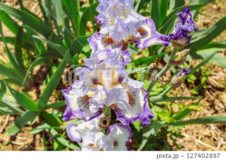 花を咲かせた花菖蒲ー12 花を咲かせた花菖蒲ー12 127402897