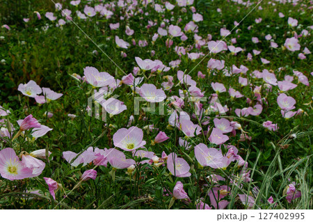 群生するヒルザキツキミソウ01 群生するヒルザキツキミソウ01 127402995