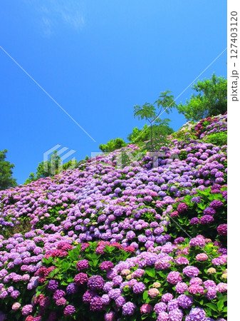 満開の紫陽花園と青空(桃源郷岬・宮崎県門川町・縦構図) 満開の紫陽花園と青空(桃源郷岬・宮崎県門川町・縦構図) 127403120
