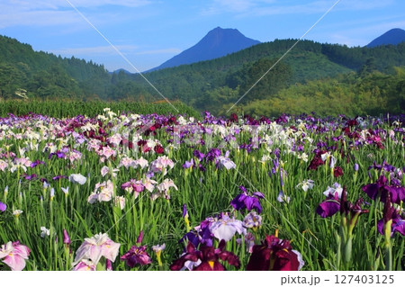 満開の菖蒲園と由布岳(神楽女湖・別府市) 満開の菖蒲園と由布岳(神楽女湖・別府市) 127403125