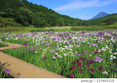 満開の菖蒲園（神楽女湖・別府市） 127403128