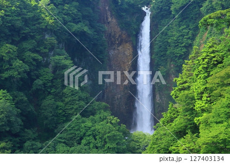 新緑の震動の滝(雄滝・大分県九重町) 新緑の震動の滝(雄滝・大分県九重町) 127403134